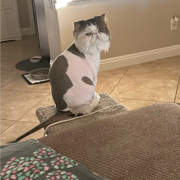 COPY - Meet your Posher, Lori - Picture 7 of 15